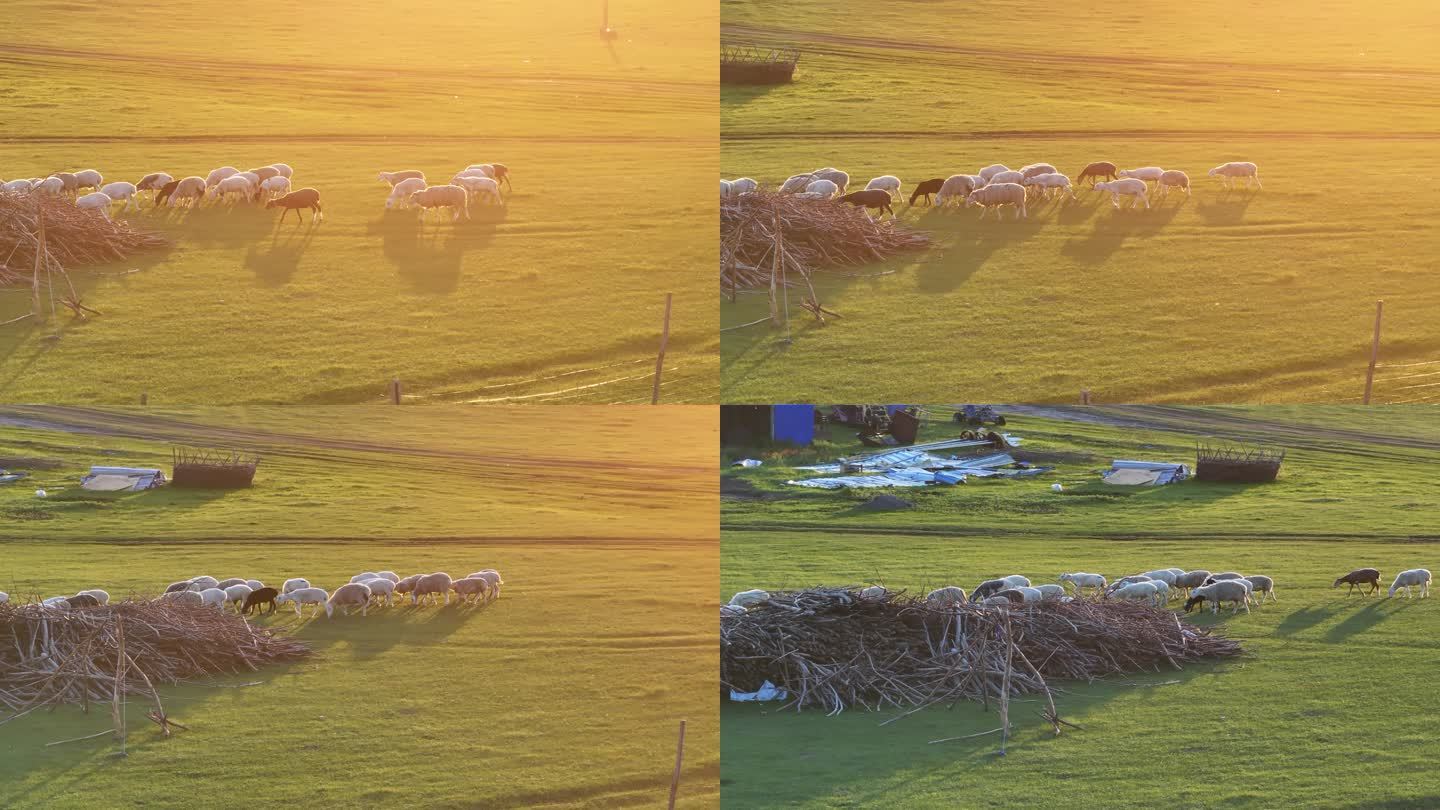 羊群草原夕阳航拍