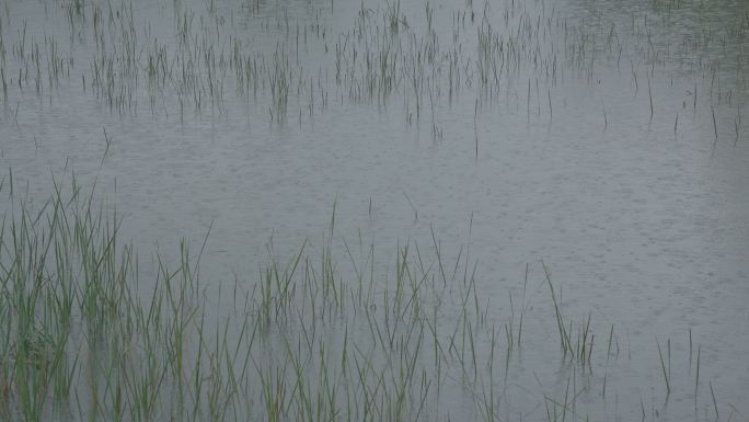 灰片 原始素材 池塘 下雨 池塘下雨