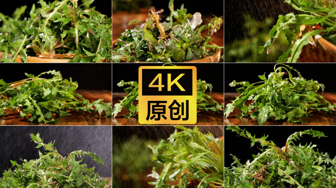 【4K】野菜 蒲公英 荠菜 柳蒿芽 苦菜