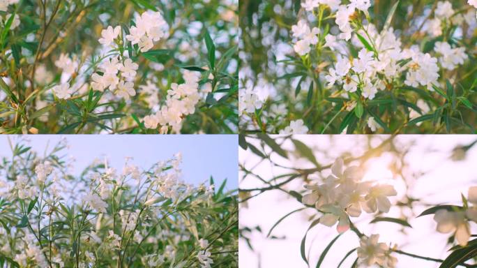 白花夹竹桃