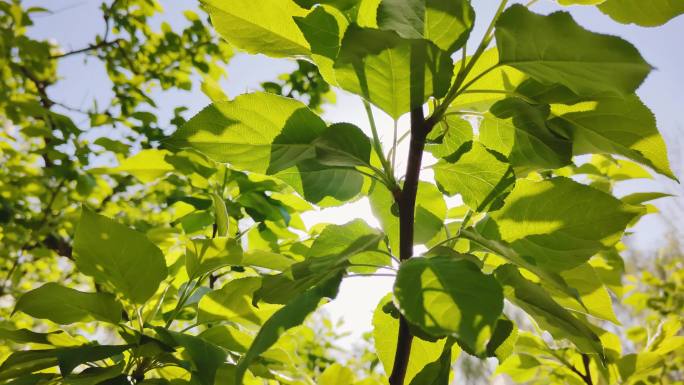 果树 树杈 绿叶 缝隙 透光