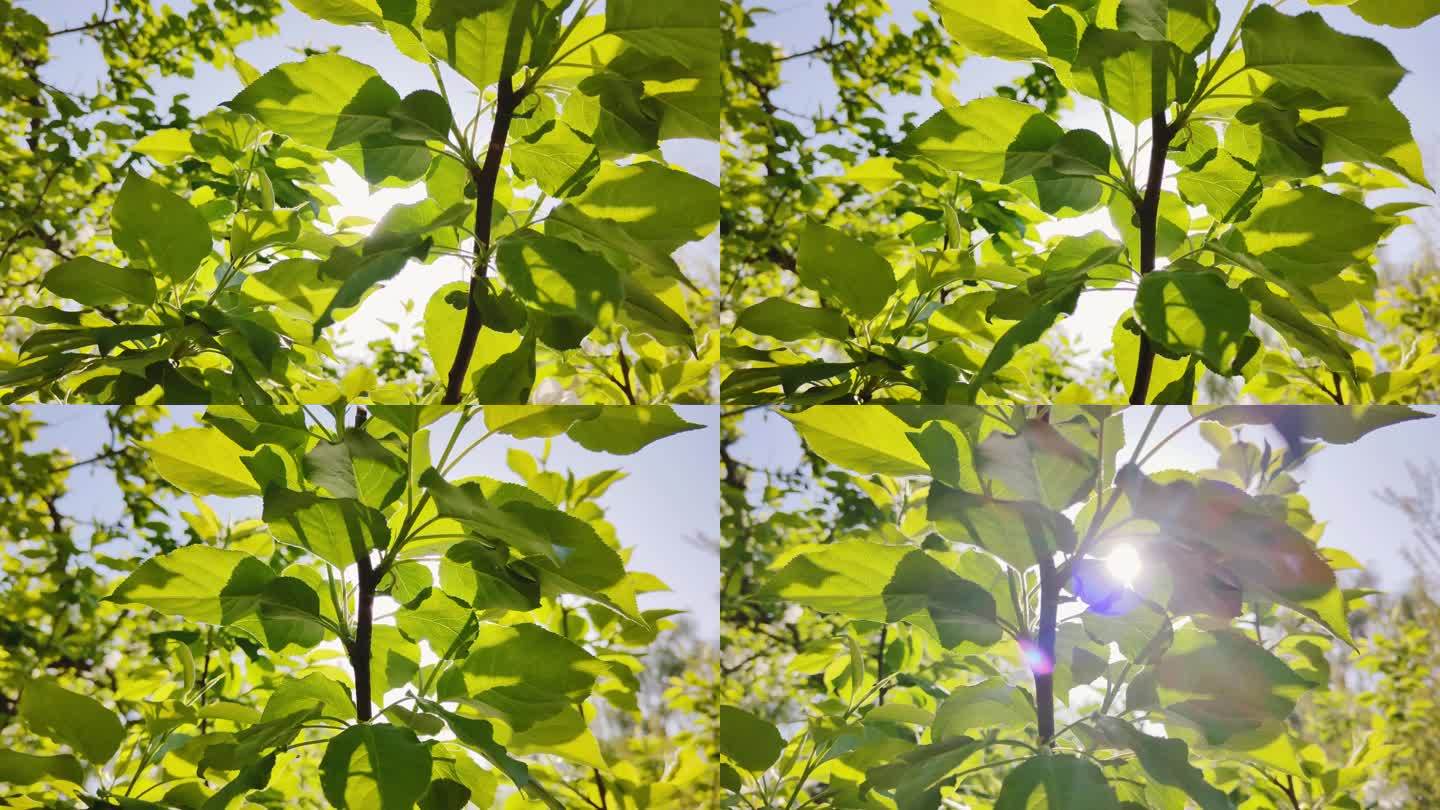 果树 树杈 绿叶 缝隙 透光