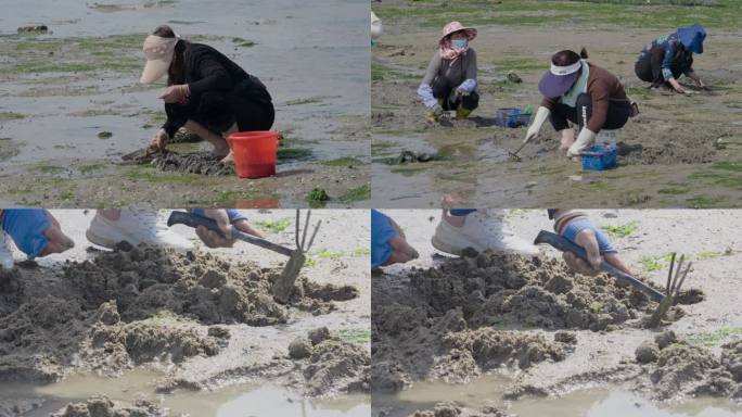 市民海边挖花蛤