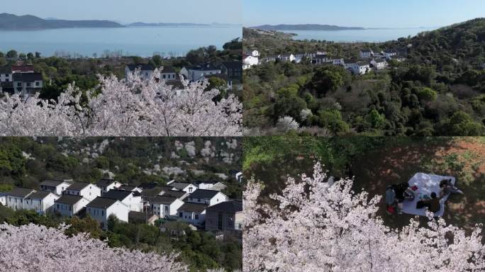 春季江南水乡樱花村实拍