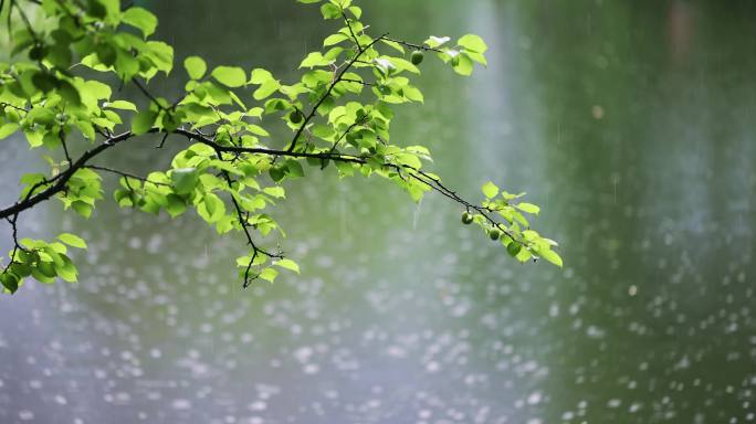 大雨雨水雨滴湖面波纹绿叶唯美意境