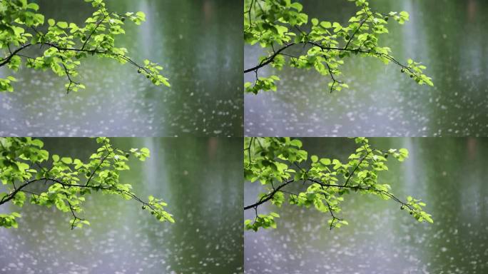 大雨雨水雨滴湖面波纹绿叶唯美意境