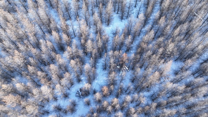冰雪覆盖的人工林落叶松