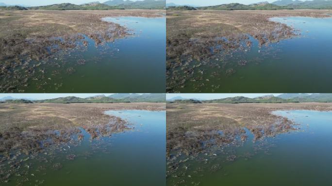 方冬天水域枯草湖泊湿地鸟类栖息