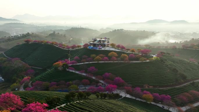 福建龙岩永福樱花园航拍