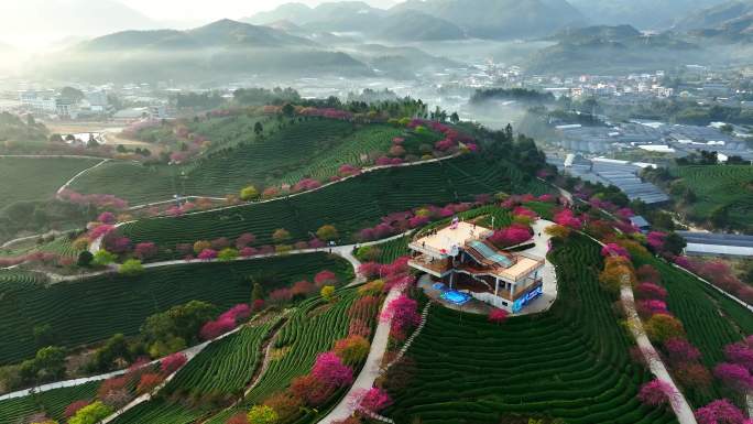 福建龙岩永福樱花园航拍