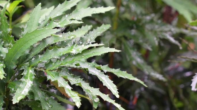 下雨天的植物