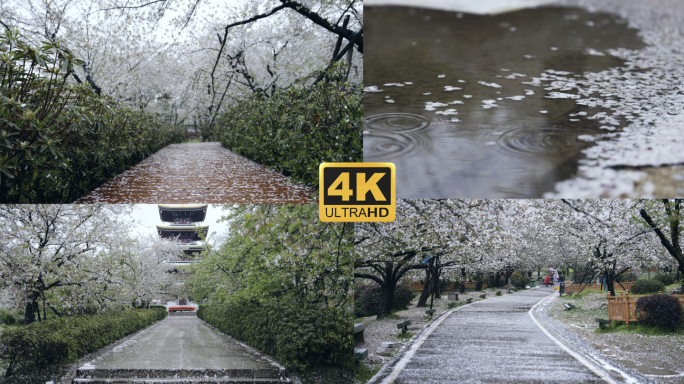 东湖樱园樱花雨落樱