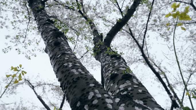 东湖樱园樱花雨落樱