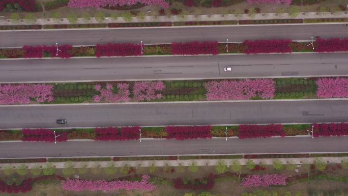 开满鲜花的道路 姹紫嫣红