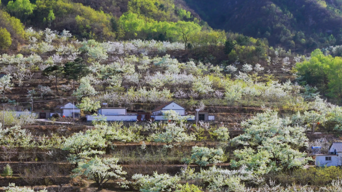 航拍满山梨花-梨花节