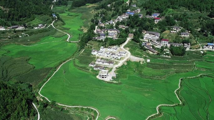 水稻实验室研究 稻田航拍