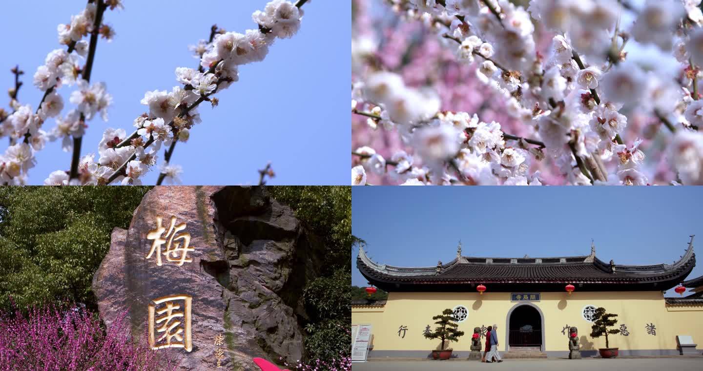 4k-无锡梅园梅花开原寺