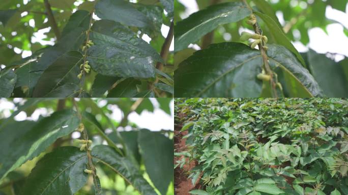 五倍子种植中药材种植基地