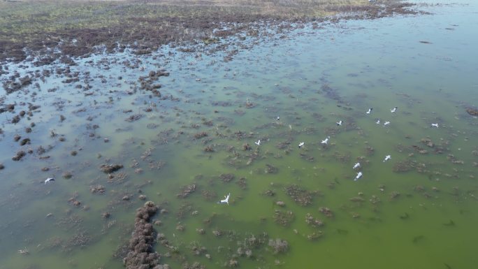 方冬天水域枯草湖泊湿地鸟类栖息