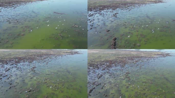 方冬天水域枯草湖泊湿地鸟类栖息