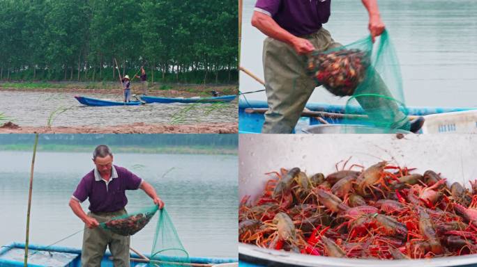 小龙虾养殖基地捕小龙虾