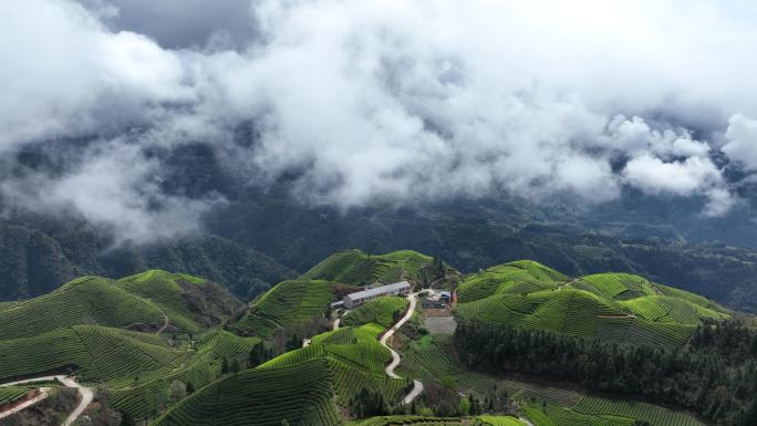 湖北恩施鹤峰木耳山茶园