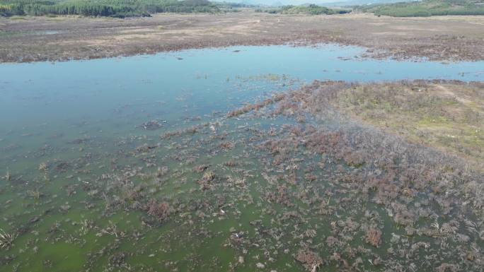 方冬天水域枯草湖泊湿地鸟类栖息