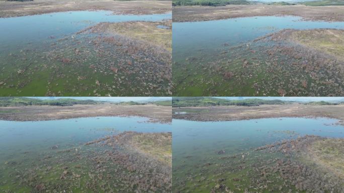 方冬天水域枯草湖泊湿地鸟类栖息