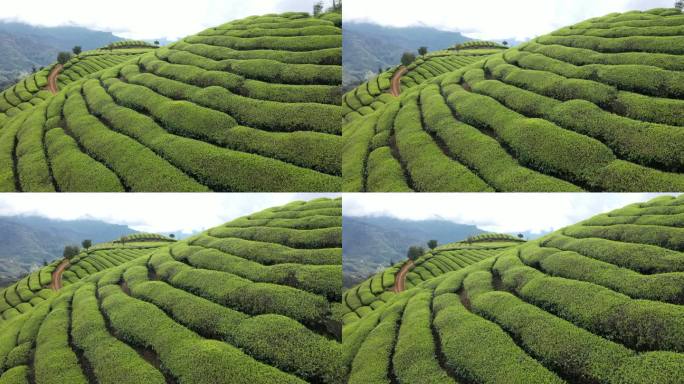 湖北恩施鹤峰木耳山茶园