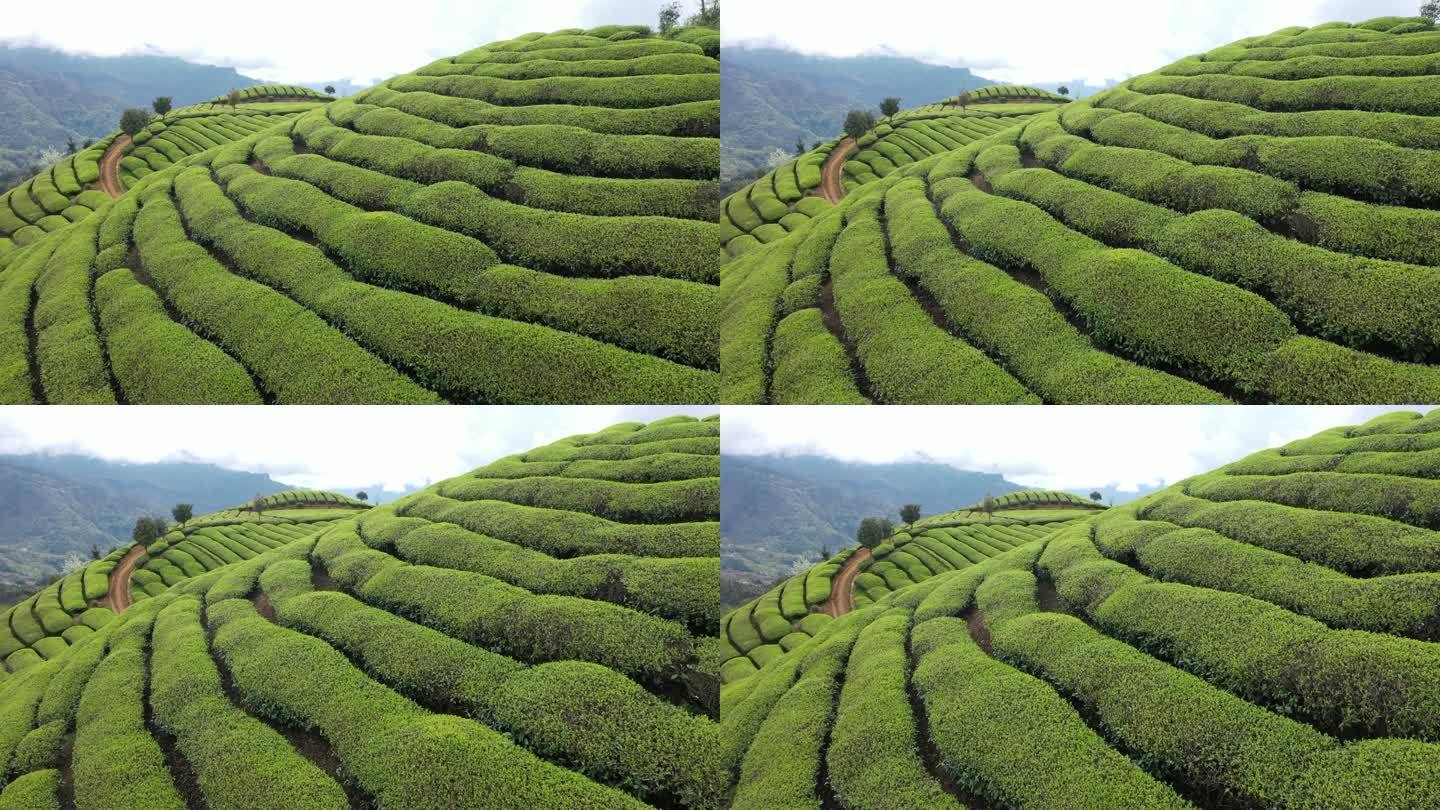 湖北恩施鹤峰木耳山茶园