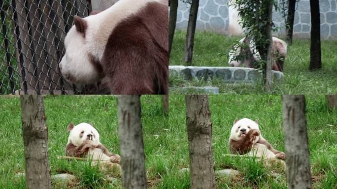 秦岭网红棕色大熊猫七仔（2）