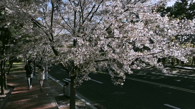 路边盛开的樱花