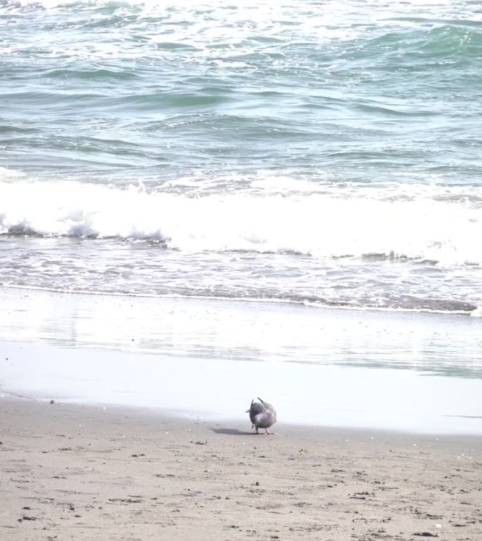 海鸟在海边沙滩慢悠悠地走