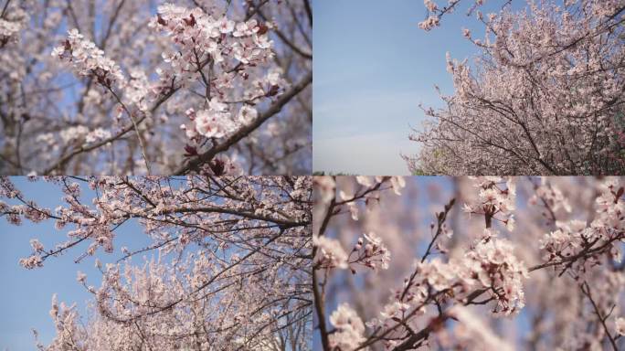 城市里春天的桃花