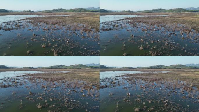 方冬天水域枯草湖泊湿地鸟类栖息