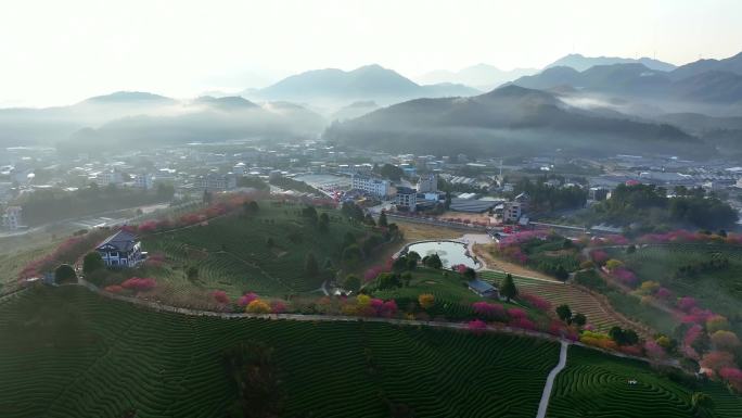 福建龙岩永福樱花园航拍