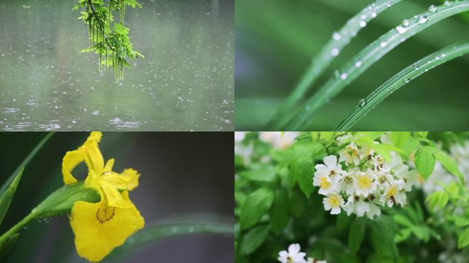 （合集）春雨下雨雨天唯美治愈空镜头