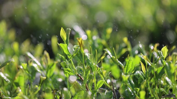 阳光雨露雨水茶园茶叶生机勃勃