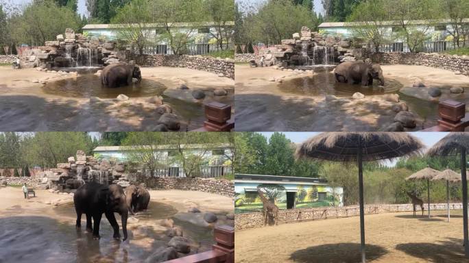 野生动物园 大象 长颈鹿