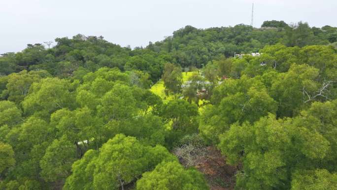 厦门东坪山梅海花台油菜花航拍