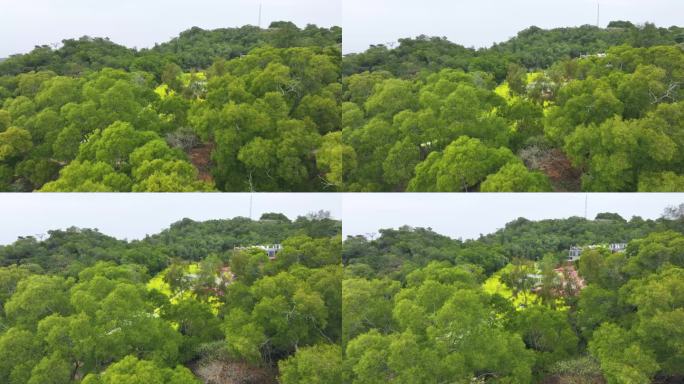 厦门东坪山梅海花台油菜花航拍