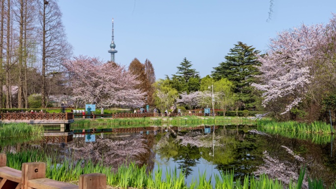 移动延时-青岛中山公园的樱花
