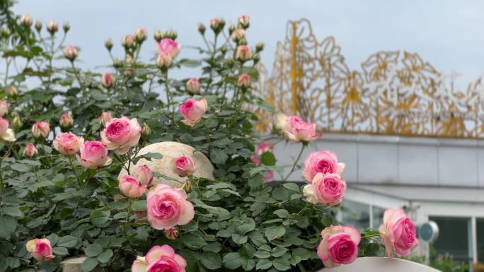 月季玫瑰粉色龙沙宝石藤本月季花墙花架拱门