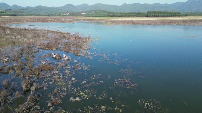 方冬天水域枯草湖泊湿地鸟类栖息