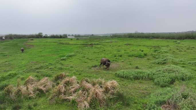 武汉梁子湖边草地上的牛吃草放牧风景航拍