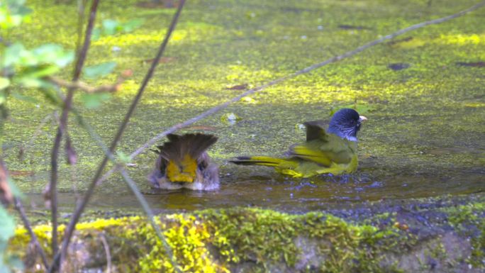 领雀嘴鹎与黄臀鹎同池洗澡