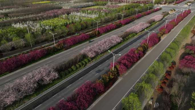 开满鲜花的道路 原始素材