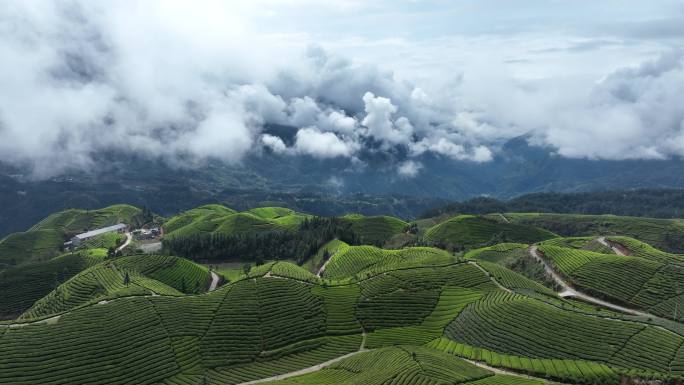 湖北恩施鹤峰木耳山茶园