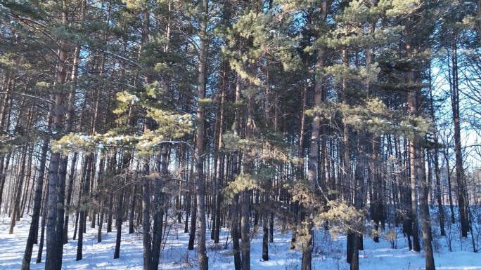 林海雪原松林雪景