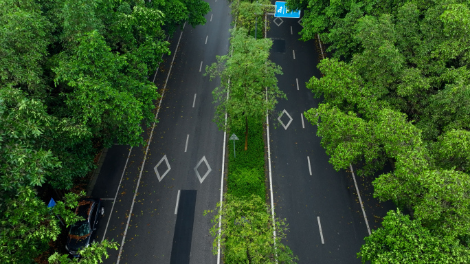 暴雨过后马路树叶洒落积水